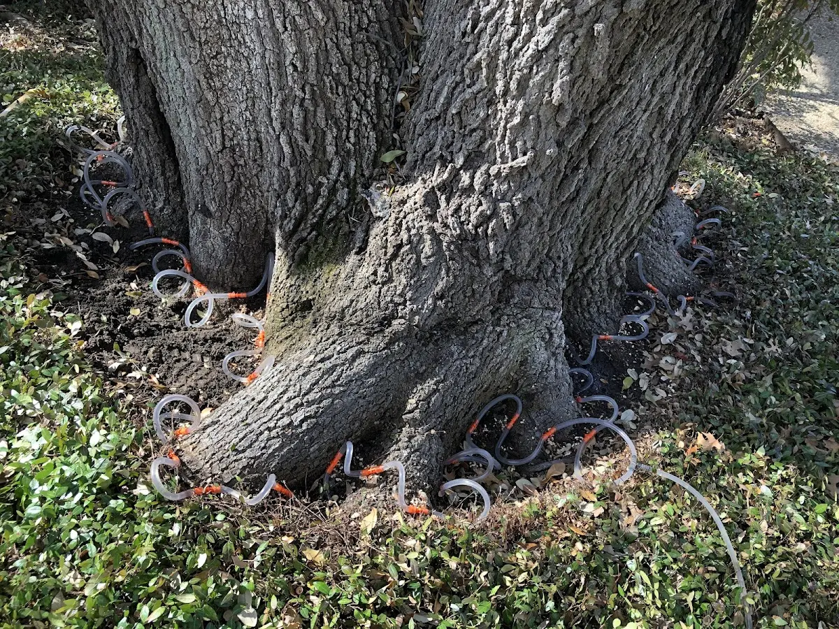 Detailed Tree Cabling and Bracing job site in San Pierre
