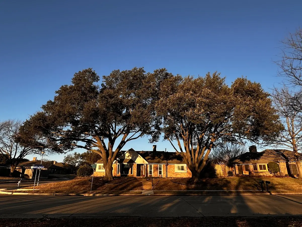 Established residential canopy tree shading a home in San Pierre